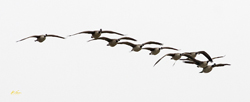Canada Geese 1251